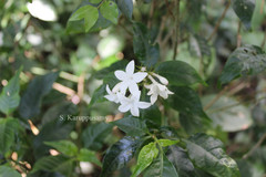 Ophiorrhiza grandiflora